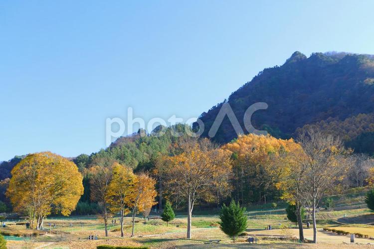 晩秋のパターゴルフ場 背景,ゴルフ,パターゴルフ場の写真素材