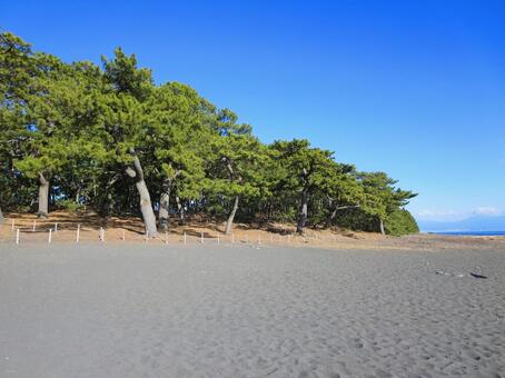 三保の松原 三保の松原,松,世界遺産の写真素材