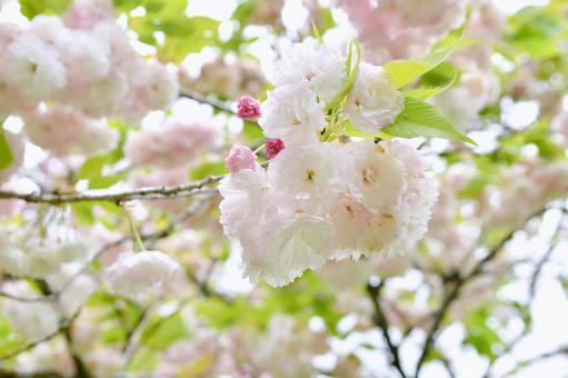 薄紅色の八重桜　松月 松月,桜,八重桜の写真素材
