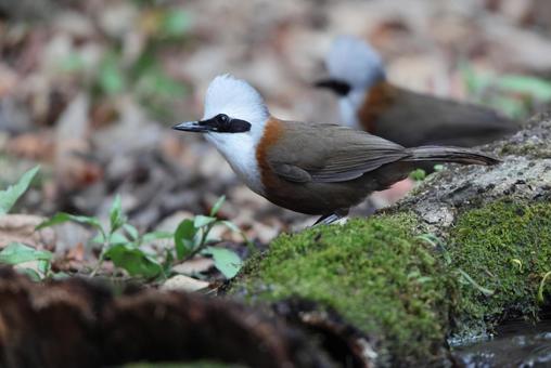 Photo, white-tailed dwarf, chinese hwamei, wild bird, 