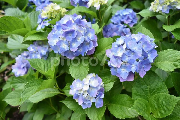 紫陽花　アジサイ　あじさい　青　紫　 紫陽花,アジサイ,あじさいの写真素材