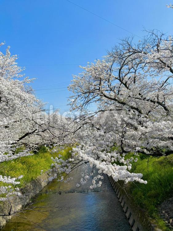 五条川の桜 桜,さくら,サクラの写真素材