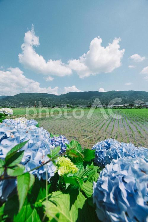 紫陽花と田園風景 紫陽花,あじさい,田舎の写真素材