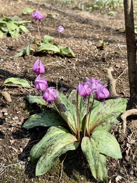 明治神宮　御苑　カタクリの花 カタクリ,原宿,森の写真素材