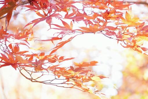 紅葉 紅葉の写真