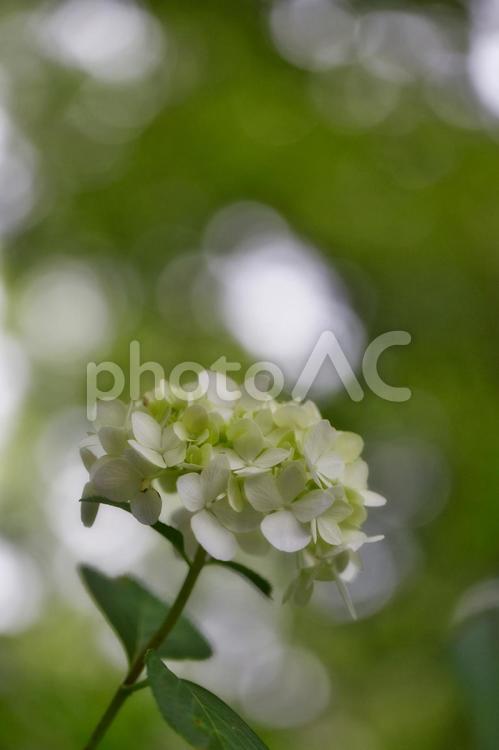 アナベルとアジサイ アナベル,紫陽花,アジサイの写真素材