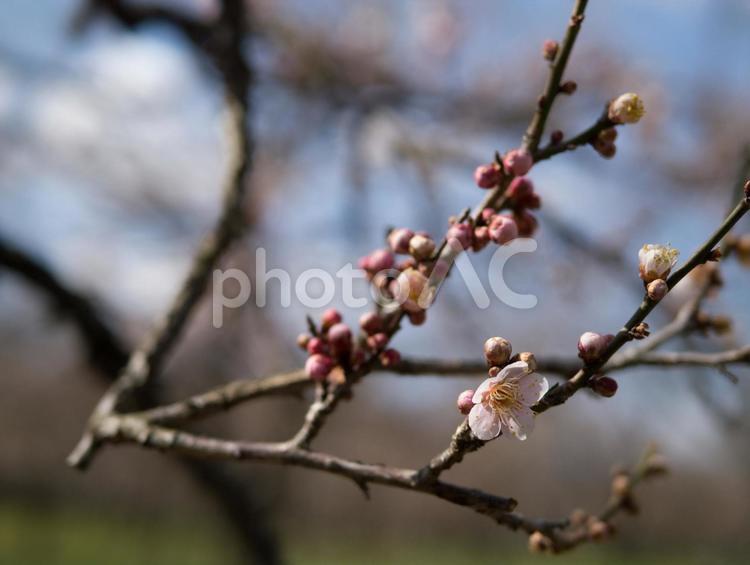 梅の枝とつぼみ 梅,花,梅の花の写真素材