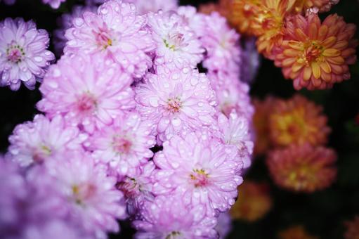 雨に濡れた美しい菊の花 雨に濡れた美しい菊の花の写真