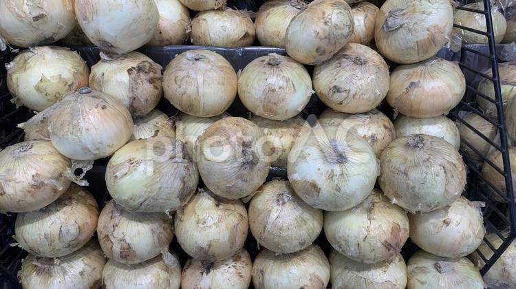 たまねぎ　産地直送 たまねぎ,タマネギ,玉ねぎの写真素材