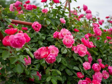 ビビットピンクの小さなバラ ビビットピンクの小さなバラ バラ,薔薇,ピンクの写真素材