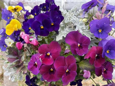 ロードサイトの寄せ植え ロードサイトの寄せ植え 千葉県,柏市,あけぼの山公園の写真素材