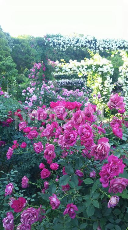 庭園  バラ  夏    鮮やか  花 花,庭園,植物の写真素材