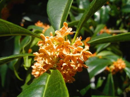 Osmanthus flower, JPG