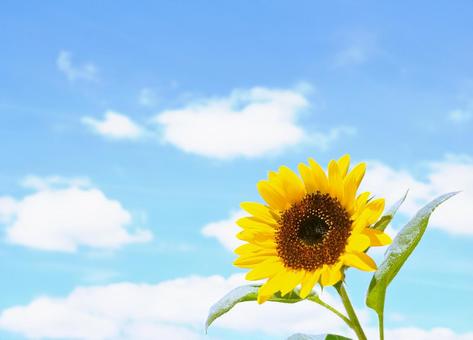 ひまわり 夏,四季,壁紙の写真素材