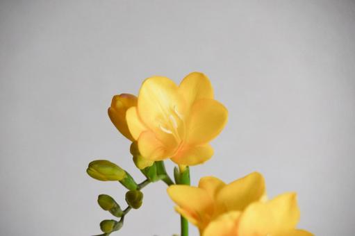 フリージア フリージア,黄色,花の写真素材