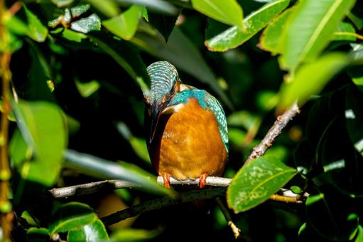 Kingfisher perched on a branch, JPG