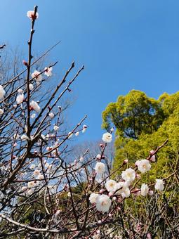 梅 梅 景色,自然,風景の写真素材