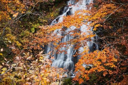 燃えるような紅葉が彩る流れの美しい滝 紅葉,黄葉,秋の写真素材