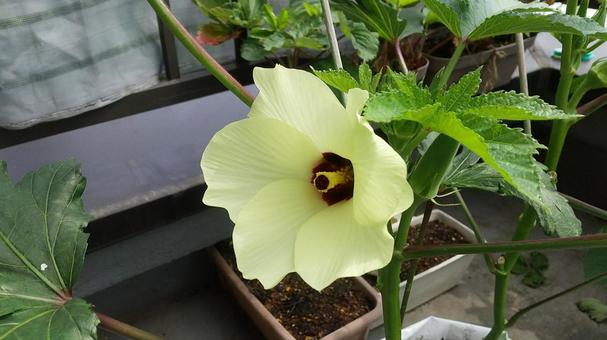 家庭菜園 プランター栽培 オクラ 家庭菜園 プランター栽培 オクラ オクラ,オクラの花,家庭菜園の写真素材