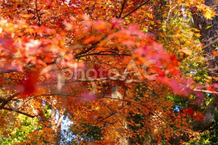 季節を感じる色鮮やかな紅葉　成田山公園 季節を感じる,色鮮やかな,紅葉の写真素材