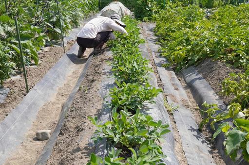 Photo, peanuts, cultivation, home garden, 