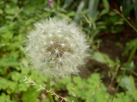 美しいタンポポの綿毛の写真