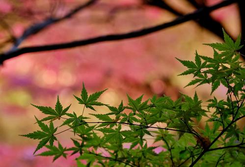 紅葉を背景にした青紅葉の写真