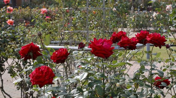 【花の写真】ばらの花 rose,植物,園芸の写真素材
