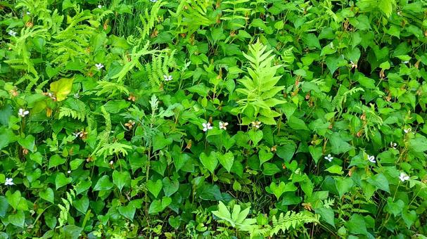 二ツ屋は7月半ばまだドクダミが花盛り 二ツ屋は7月半ばまだドクダミが花盛りの写真