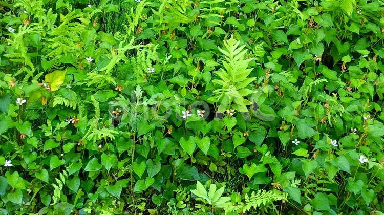 二ツ屋は７月半ばまだドクダミが花盛り ドクダミ,涼し気,自然の写真素材