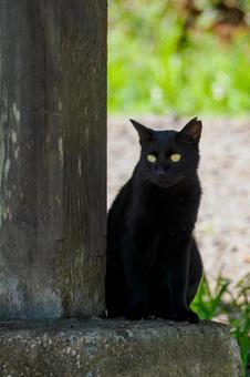 猫(207) 猫,食肉目,ネコ科の写真素材