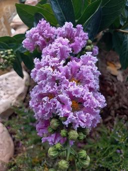 美しいサルスベリの花 美しいサルスベリの花の写真