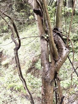 うねり うねりの写真