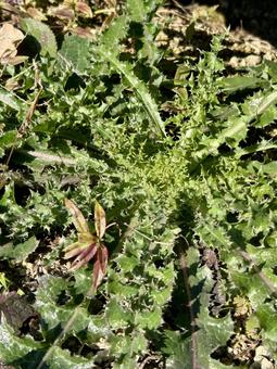 朝露に濡れるオニノゲシの葉 オニノゲシ,雑草,朝露の写真素材