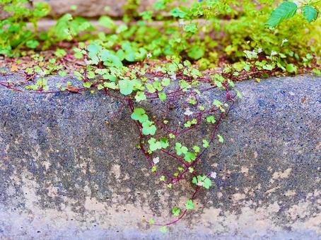 グリーン 雑草 植物 ボタニカル ナチュラル おしゃれ グリーン 雑草 植物 ボタニカル ナチュラル おしゃれの写真