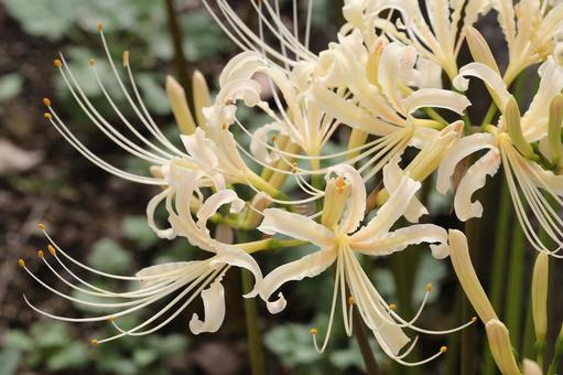 白い彼岸花 植物,花,花びらの写真素材