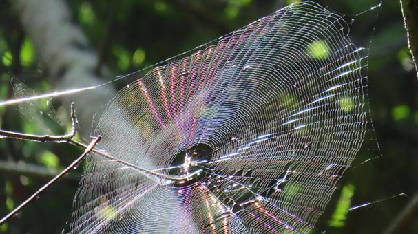 spider web, JPG spider web, JPG