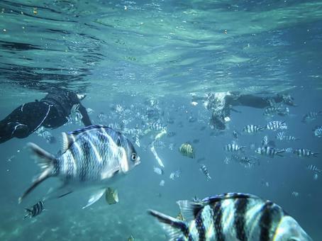 沖縄の海のロクセンスズメダイとダイバー 沖縄の海のロクセンスズメダイとダイバー ロクセンスズメダイ,熱帯魚,魚の写真素材