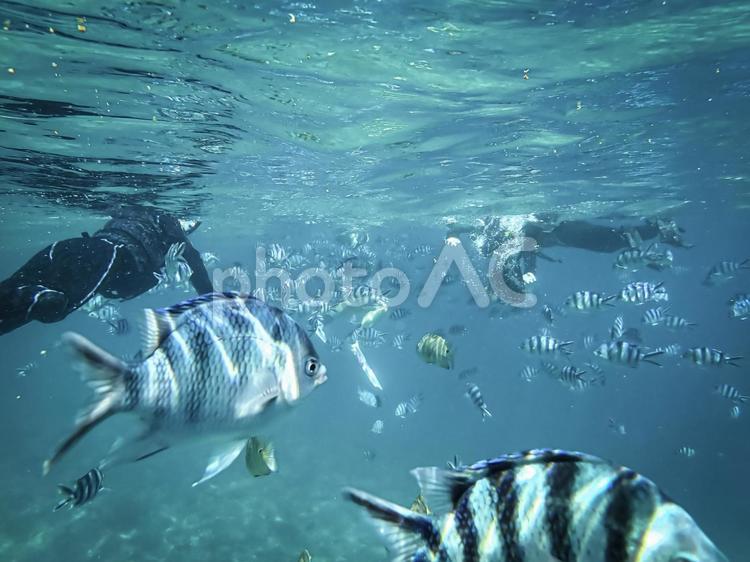 沖縄の海のロクセンスズメダイとダイバー ロクセンスズメダイ,熱帯魚,魚の写真素材