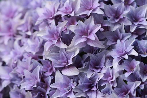 アジサイ アジサイ,花,装飾花の写真素材