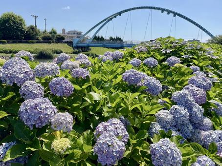 ふれあい橋とアジサイ(紫陽花) ふれあい橋とアジサイ(紫陽花) アジサイ,紫陽花,ふれあい橋の写真素材