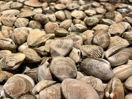 アサリの量り売り アサリの量り売り 食べ物,貝,アサリの写真素材