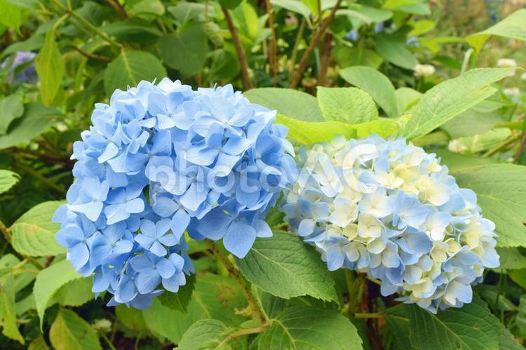 アジサイ（青・その2） アジサイ,紫陽花,あじさいの写真素材