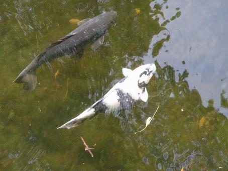 No way!? Black and white panda carp found in a natural park, JPG No way!? Black and white panda carp found in a natural park, JPG