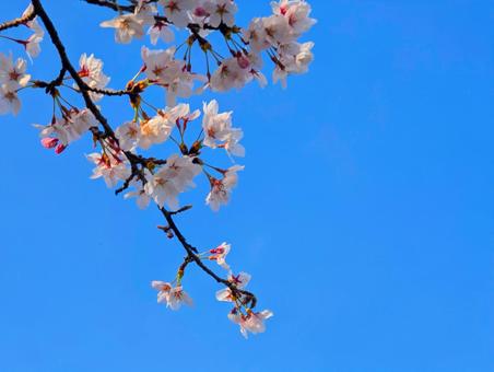 美しい青い空と桜の花 美しい青い空と桜の花の写真