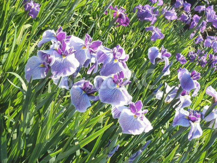 堀切菖蒲園の花菖蒲 堀切菖蒲園の花菖蒲,堀切菖蒲園,花菖蒲の写真素材