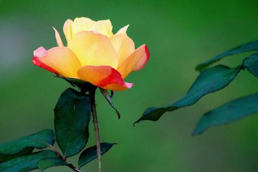 Photo, rose, yellow, orange, 