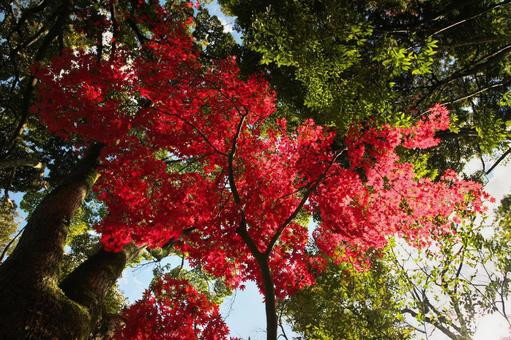 紅葉19 紅葉19の写真