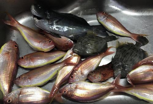 鮮魚, 鮮魚,の写真