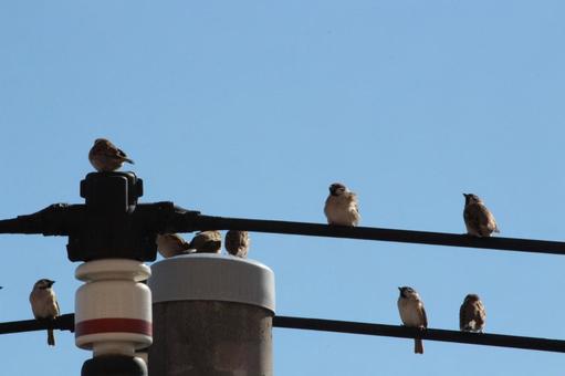 電線に止まるスズメの写真